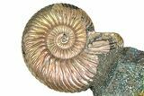 Iridescent Pyritized Ammonite (Quenstedticeras) Fossil Display #368821-1
